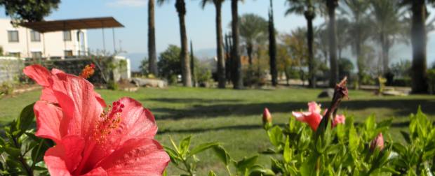 From Field by Sea of Galilee