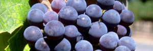 communion_Grapes