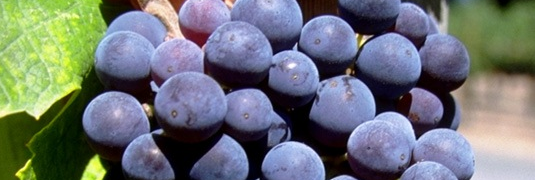 communion_Grapes