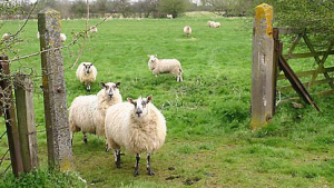 sheepgate