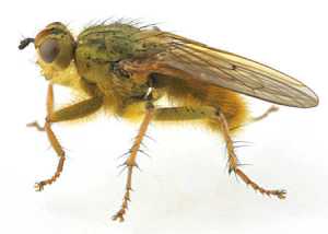 Dung Fly