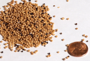 MustardSeeds_Penny