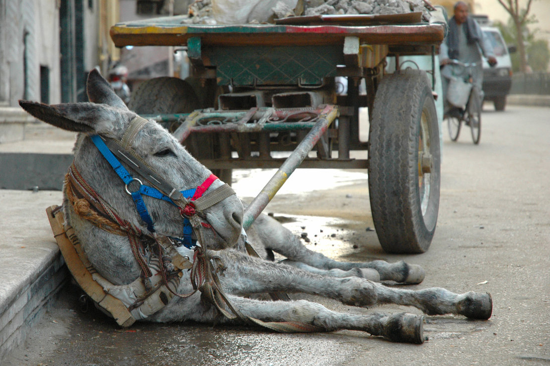 resting_donkey