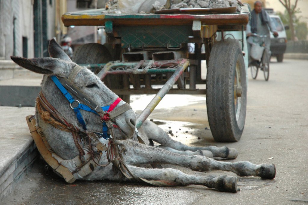 Luke 13.14-17 Get off your ass and rest. RSUMC 20160821