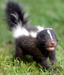 skunkgetaway