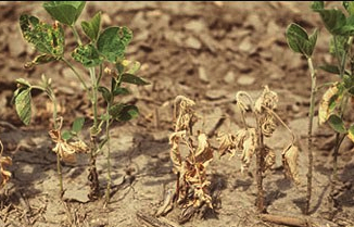 Matthew 13:1-9 They&nbsp;Withered